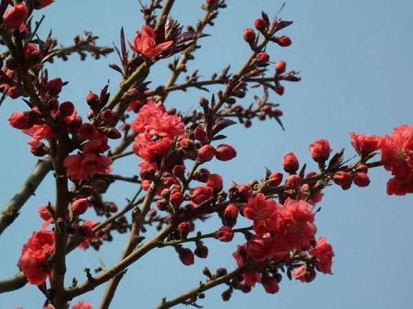 紅葉碧桃花期有多長，幾月份開花？