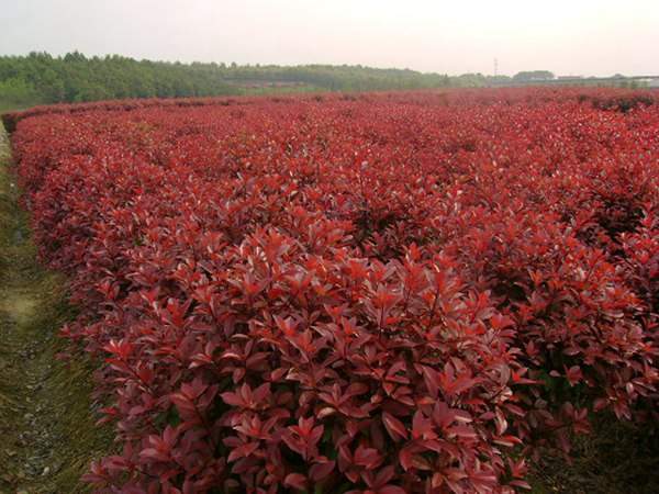 紅葉石楠的栽培養(yǎng)護(hù)方法