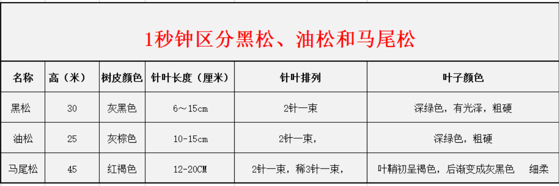 1秒鐘區(qū)分黑松、油松和馬尾松