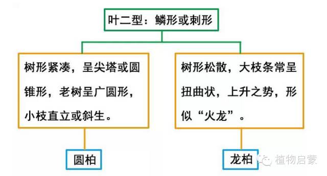 圓柏、刺柏、側(cè)柏、柏木以及龍柏的簡易識別法