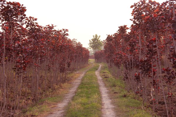 全紅楊基地全紅楊苗木圖片