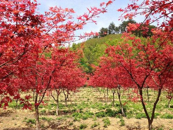 “顏值爆表”的日本紅楓，不是想看就能看！