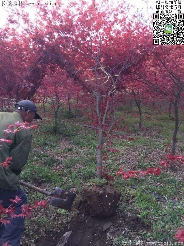 紅楓樹基地