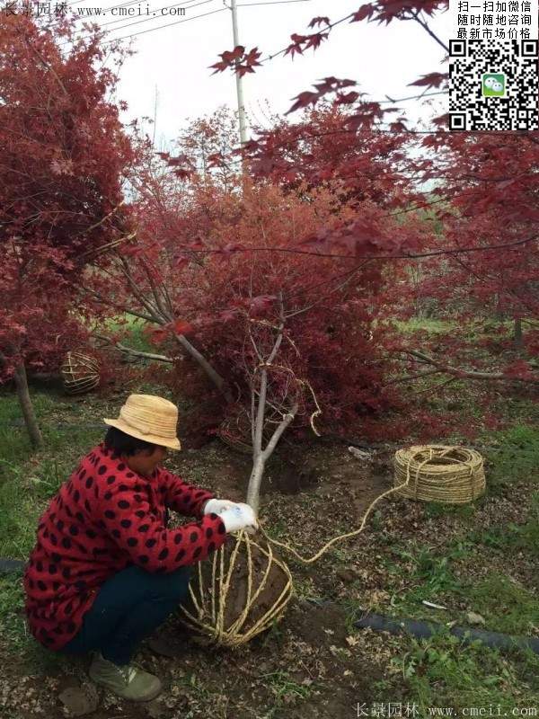 彩葉紅楓樹(shù)