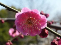 聽說“日本櫻花”和“紅梅”還是近親呢，你知