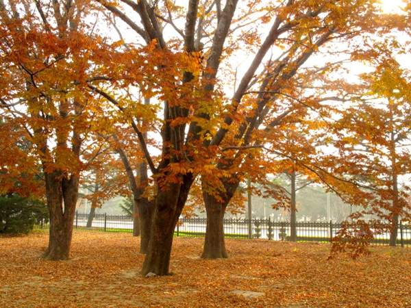 紅櫸樹(shù)