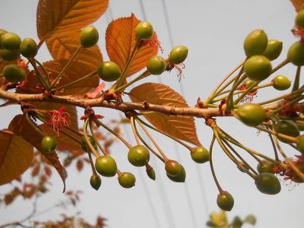 櫻花樹