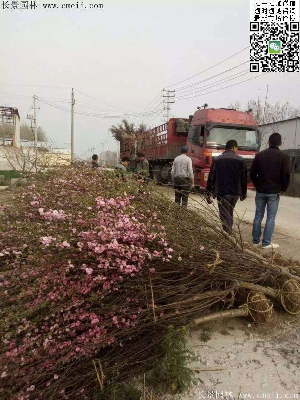 沭陽榆葉梅的價格