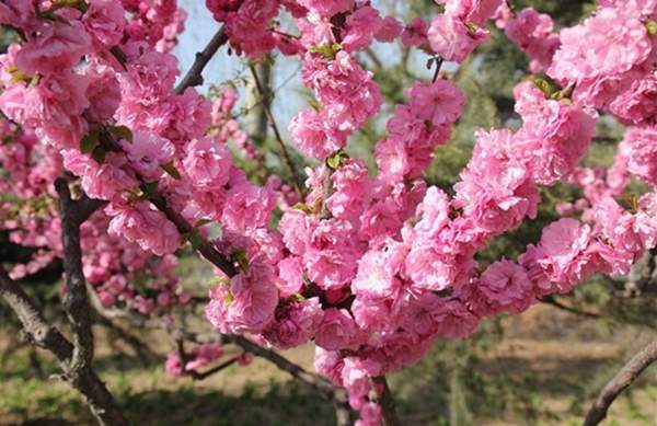 華東榆葉梅樹