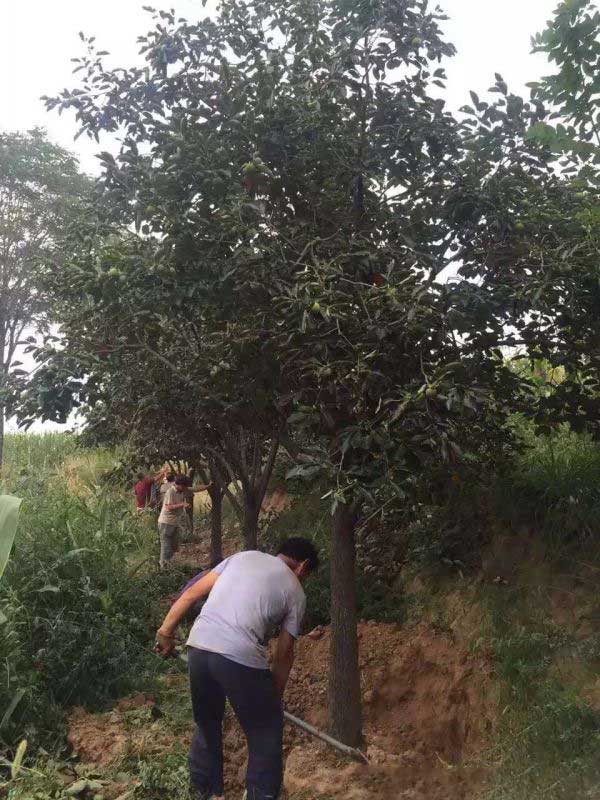 柿子樹圖片柿子樹基地實拍