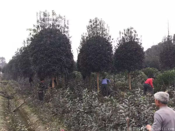 桂花樹圖片桂花樹基地實拍