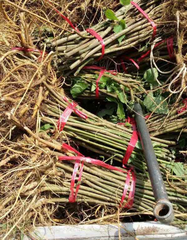 茍樹圖片茍樹基地實拍