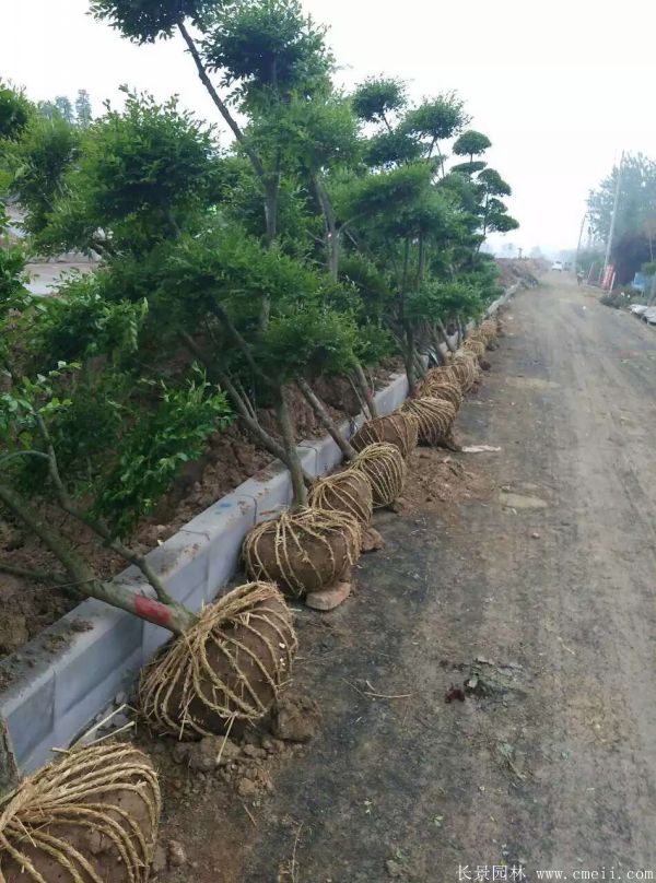 小葉女貞造型樹圖片基地實(shí)拍