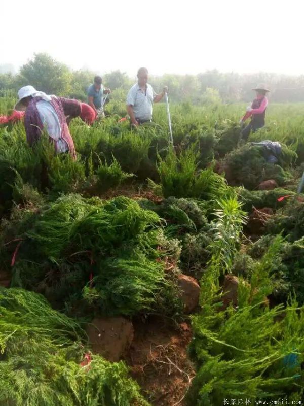 龍柏球圖片龍柏球基地實拍