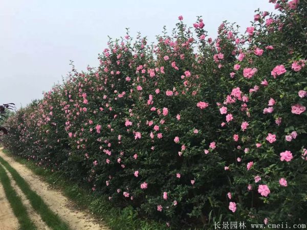 木槿花圖片基地實拍