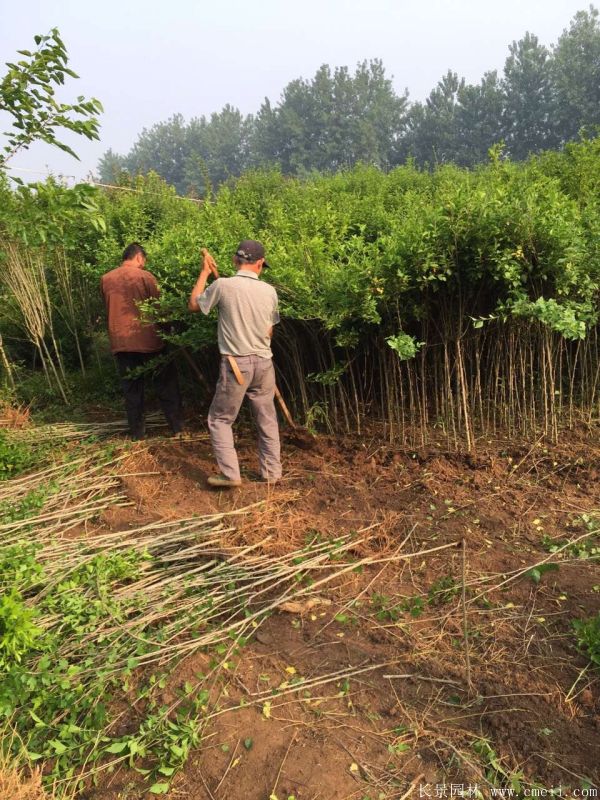 大花木槿小苗圖片基地實(shí)拍