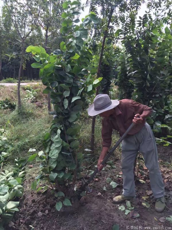 叢生紫荊樹圖片基地實拍