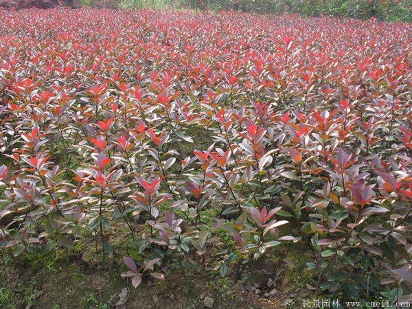 紅葉石楠圖片基地實(shí)拍