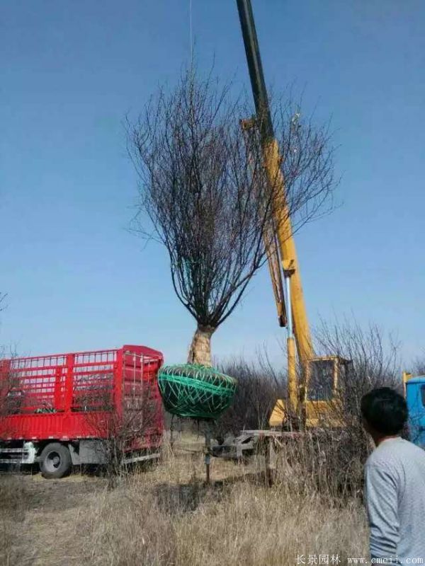 榆葉梅圖片基地實拍