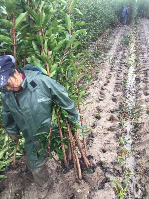 法國冬青圖片基地實拍