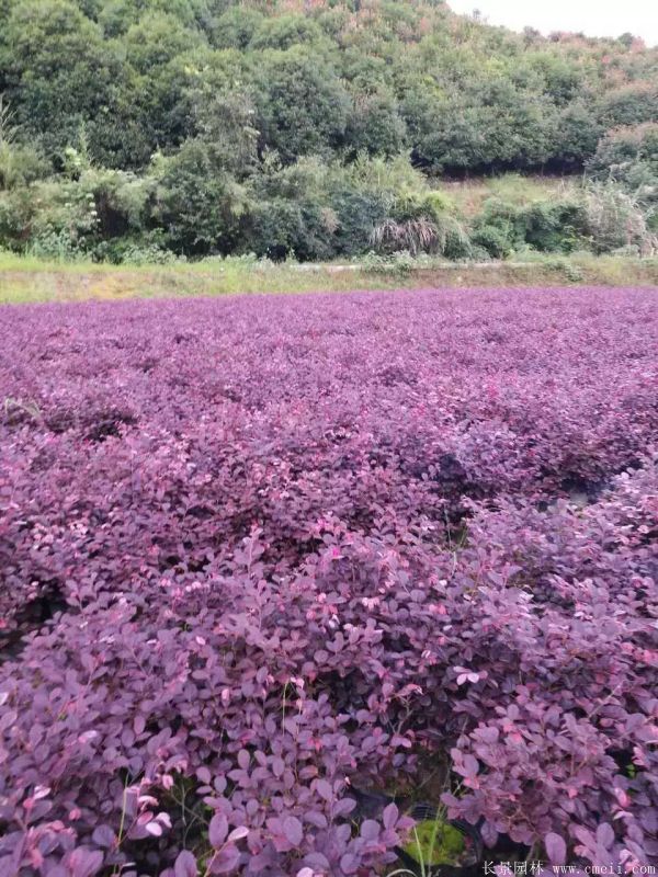 紅花繼木圖片基地實(shí)拍