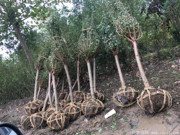 綠梅圖片基地實拍