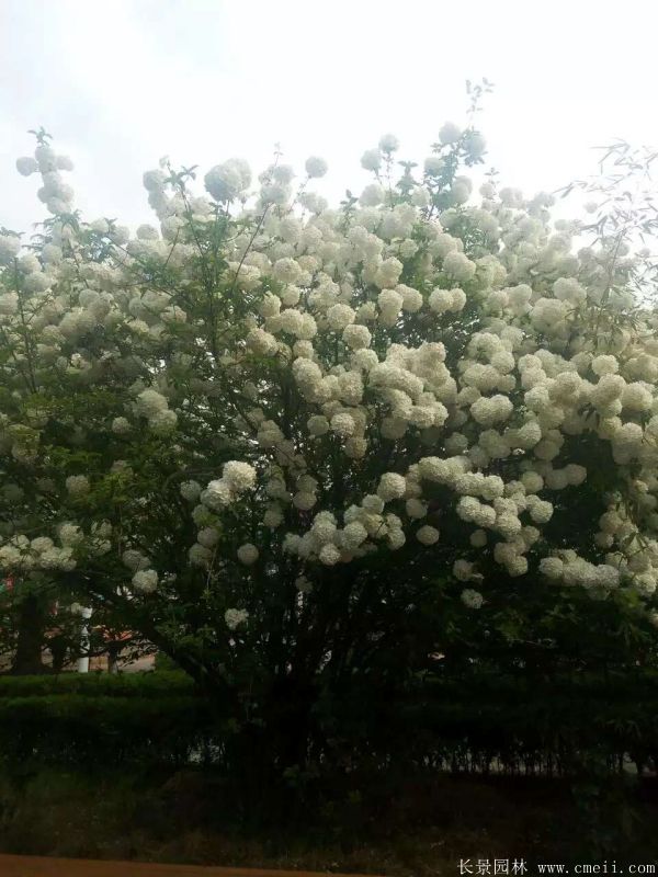 繡球花圖片基地實拍