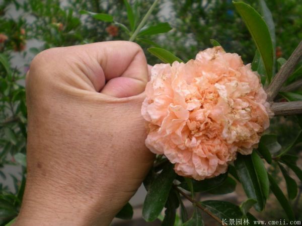 花石榴圖片基地實拍