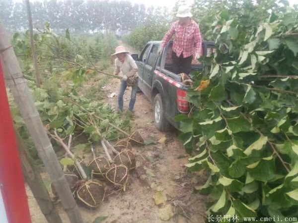 紫玉蘭小苗圖片基地實(shí)拍