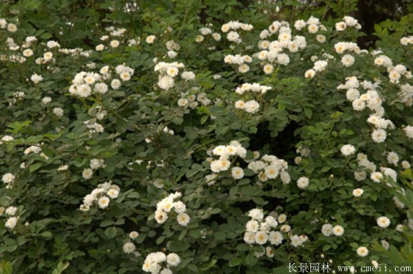 薔薇苗圖片基地實拍