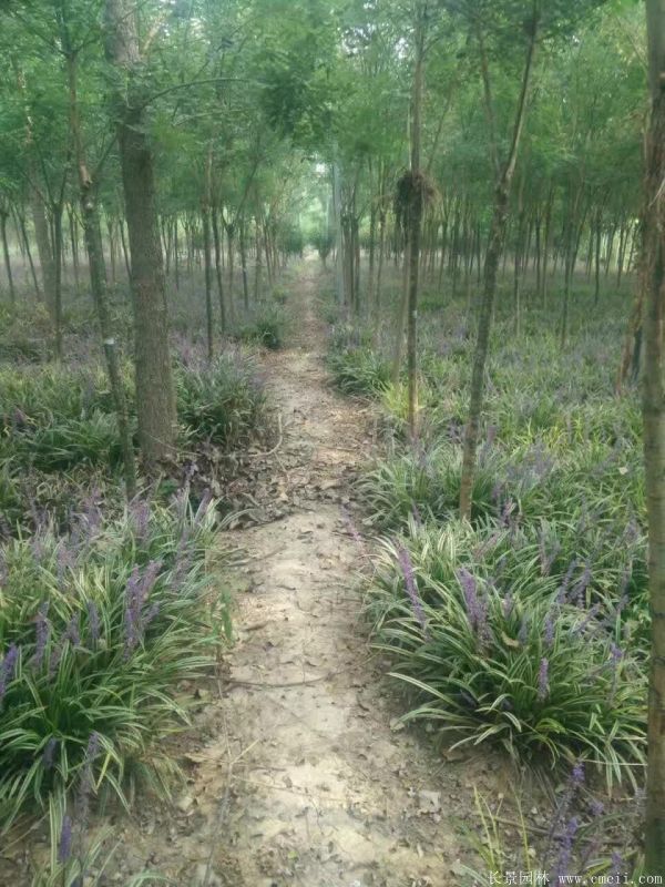 金邊麥冬草基地實拍圖片