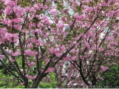 櫻花樹苗多少錢一棵，來長景園林看看