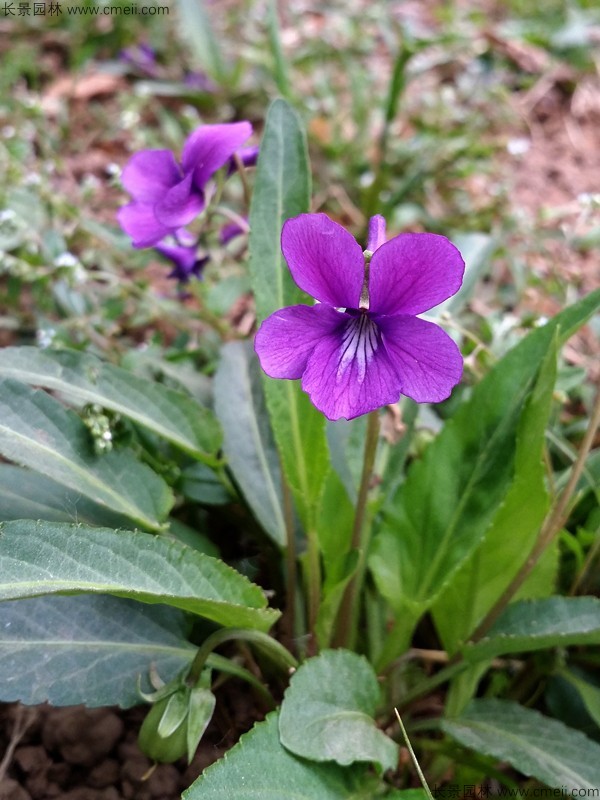 紫花地丁種子發(fā)芽出苗開(kāi)花圖片