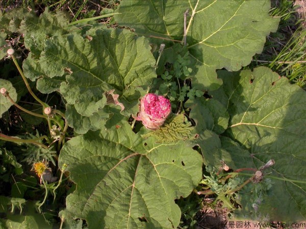 大黃種子發(fā)芽出苗圖片