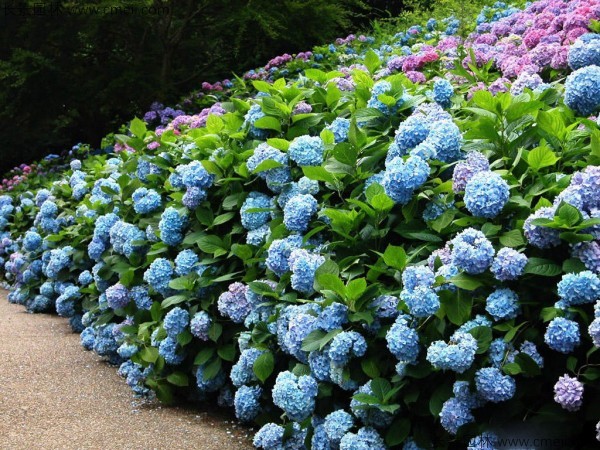 繡球花種子發(fā)芽出苗開花圖片