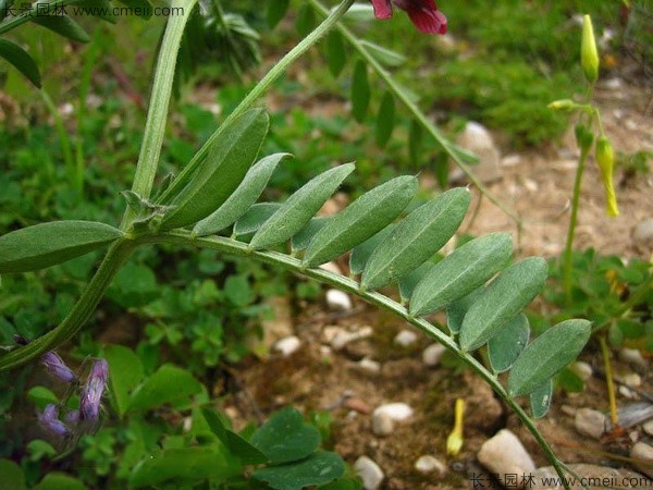 光葉紫花苕種子發(fā)芽出苗圖片