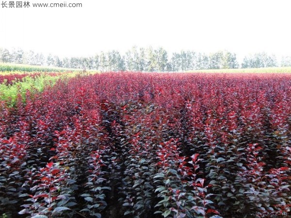 紅葉李種子發(fā)芽出苗圖片