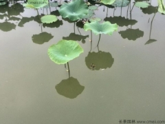 荷花在北方花期是幾月開 花期多久