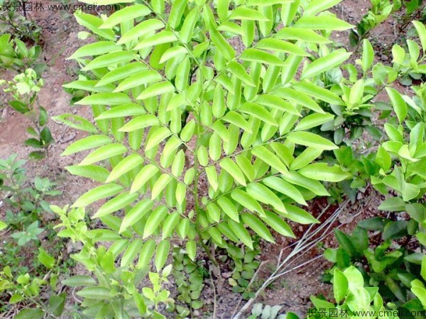 黃花梨種子發(fā)芽出苗圖片