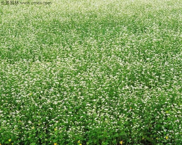 苦蕎麥種子發(fā)芽出苗圖片