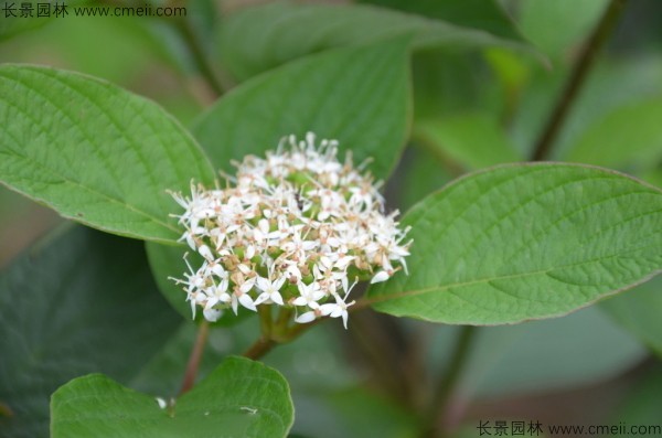 涼子木開(kāi)花圖片