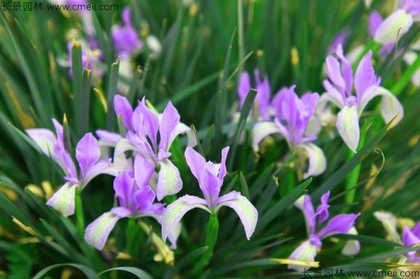 馬蘭種子發(fā)芽出苗圖片