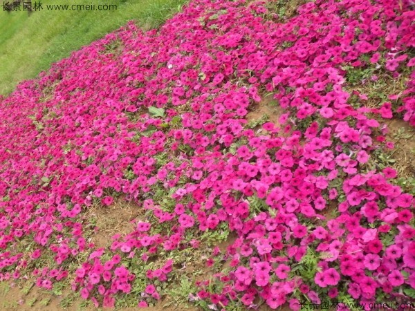 牽?；ǚN子發(fā)芽出苗開花圖片