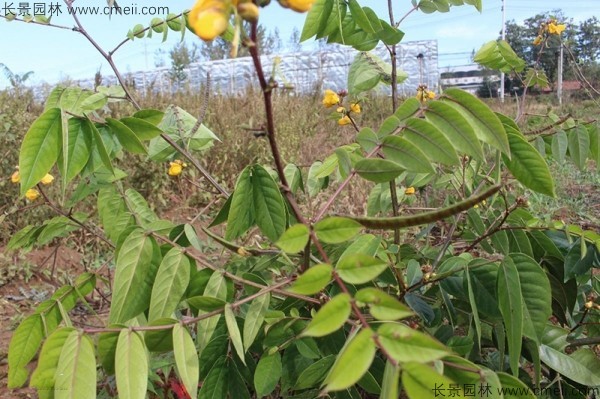 蛇滅門種子開花發(fā)芽出苗圖片