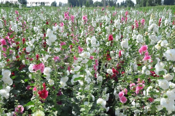 蜀葵開(kāi)花圖片