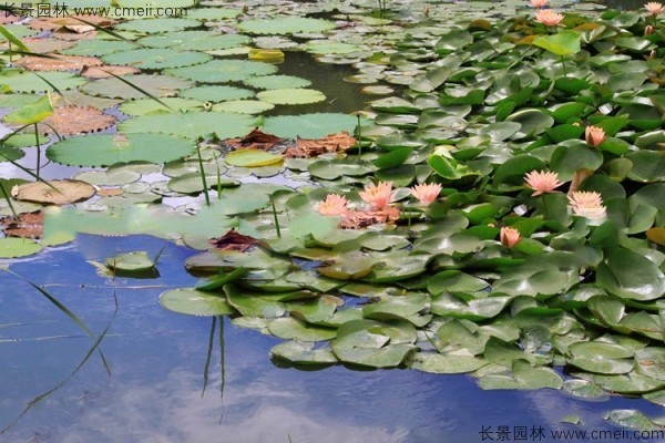 睡蓮開(kāi)花圖片