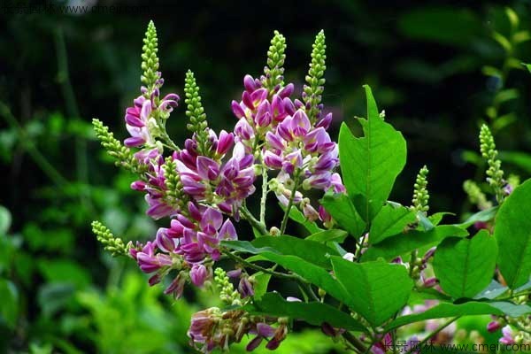 植物血藤開花圖片