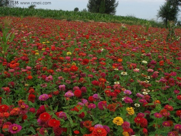 野花組合開花圖片