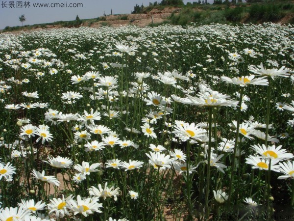 野菊花開花圖片