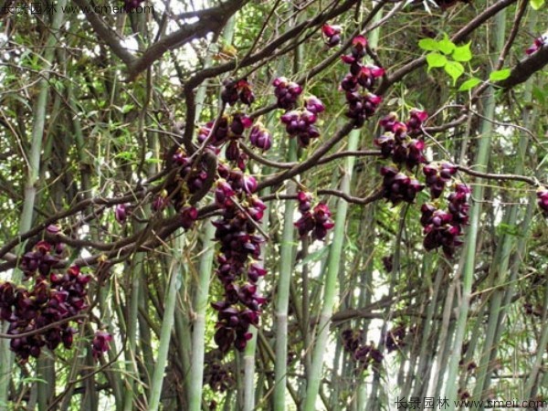 油麻藤開(kāi)花樹(shù)葉樹(shù)藤圖片